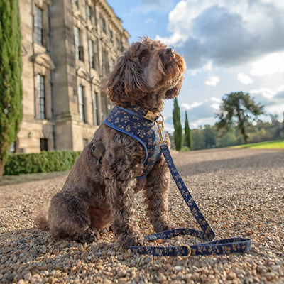 Albie Dog wearing Navy Mistletoe soft harness