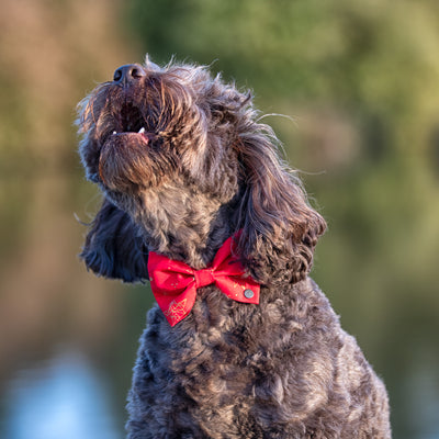 Albie dog wearing Red Christmas star bow tie