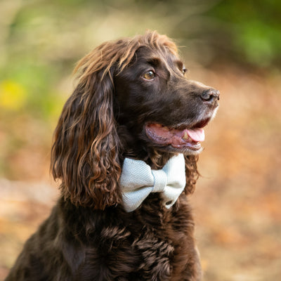 Woody Spaniel Dog wearing luxury Sea Spray Herringbone Bow Tie